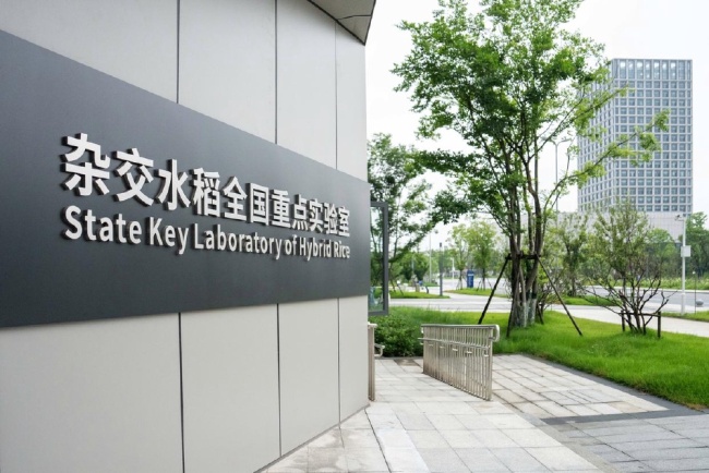 袁隆平创建的实验室里稻子又长高了 绿意葱茏生机勃勃