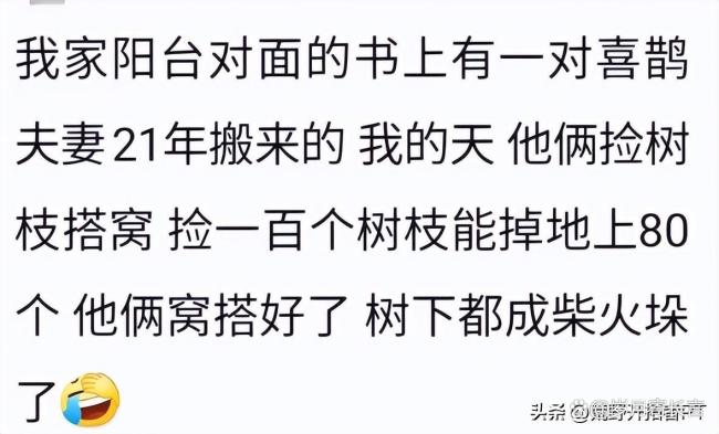 燕子在淋浴喷头上搭窝 房东:先住着 吉祥之兆引发热议
