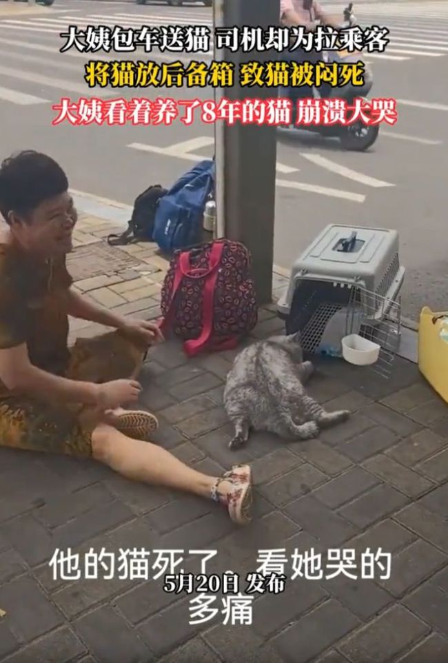 司机放后备箱致托运猫死亡 饲主发声
