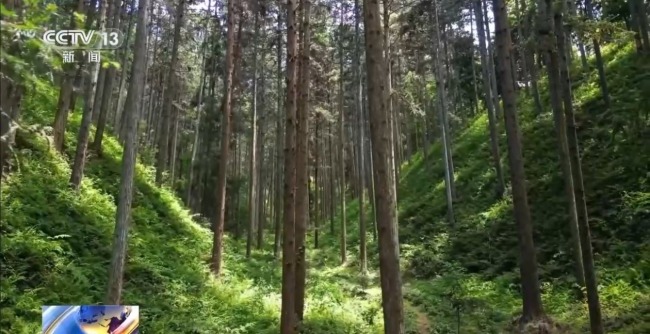 湖南懷化會(huì)同縣淫羊藿數(shù)量五年增長35%