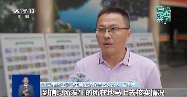 净网|拍摄到“野生华南虎”系谣言