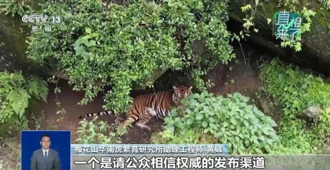 凈網(wǎng)：拍到“野生華南虎”系謠言 照片系網(wǎng)上下載編輯發(fā)布
