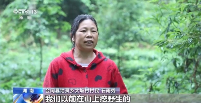 湖南懷化會(huì)同縣淫羊藿數(shù)量五年增長35%
