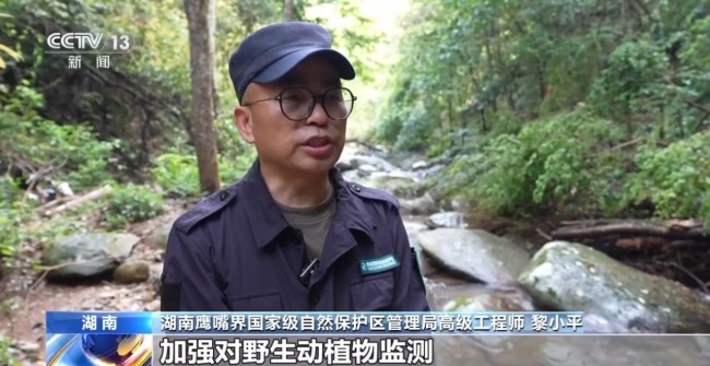 湖南懷化會同縣淫羊藿數(shù)量五年增長35%