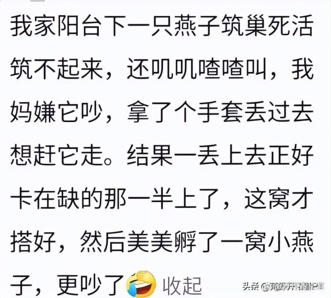 燕子在淋浴喷头上搭窝 房东：先住着 吉祥之兆引发热议