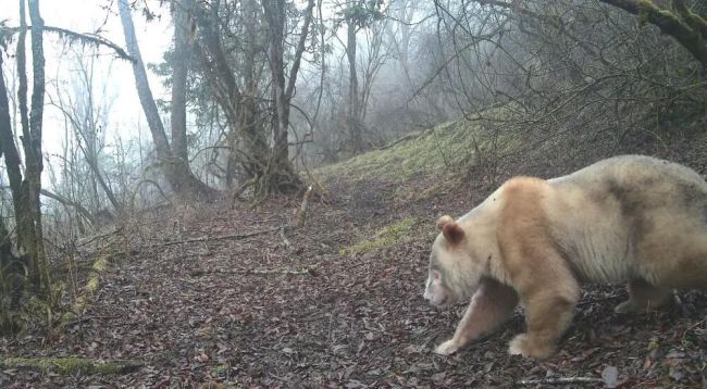 全球唯一白色野生大熊猫影像公开