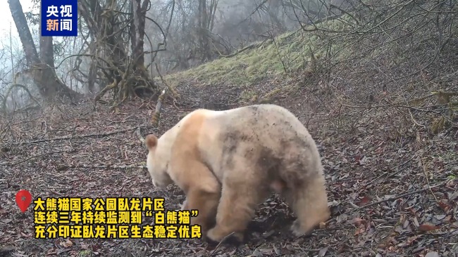 野生白色大熊猫再度“出镜” 时隔数年状态良好