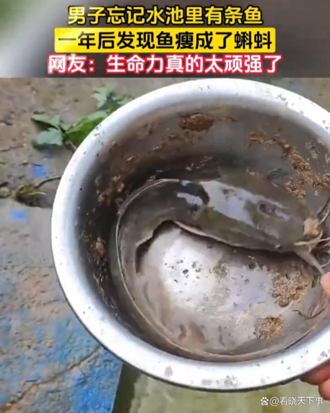 男子忘记池里有鱼1年后发现瘦成蝌蚪 顽强生命力令人惊叹
