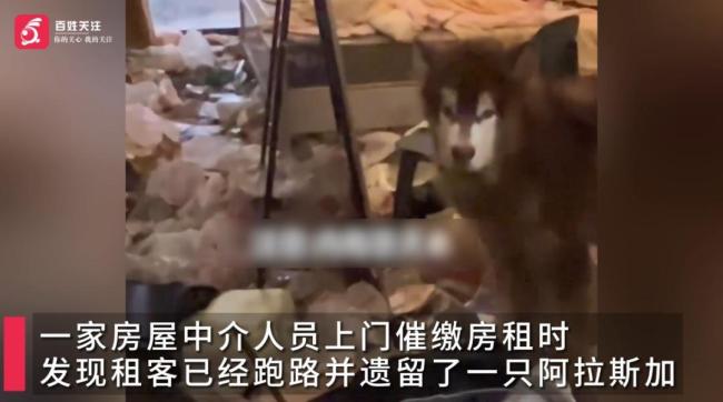 女租客欠租跑路留狗狗在垃圾堆 独居女子悄然离去引发争议