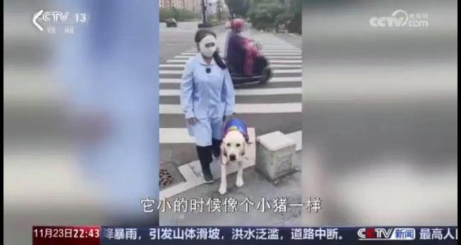 西安申领的导盲犬在天津办不了狗证 属地壁垒引发难题