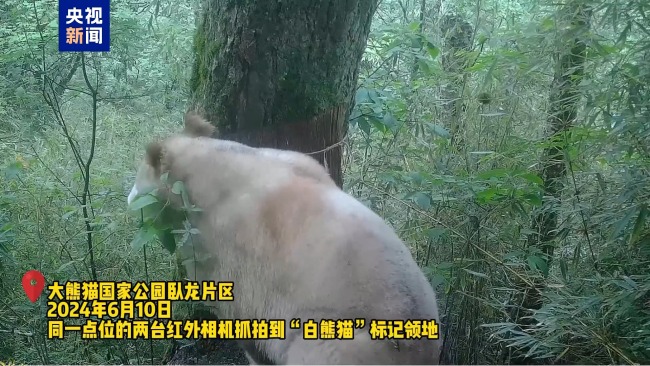 野生白色大熊貓?jiān)俣取俺鲧R” 時(shí)隔數(shù)年?duì)顟B(tài)良好