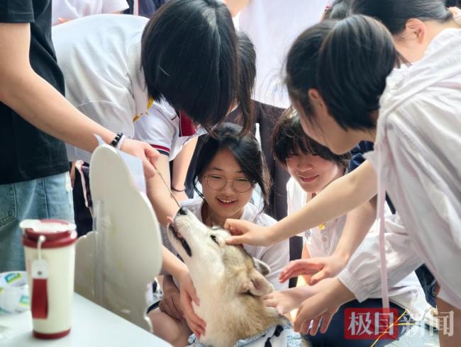 武汉一高中请来6只疗愈犬陪学生解压