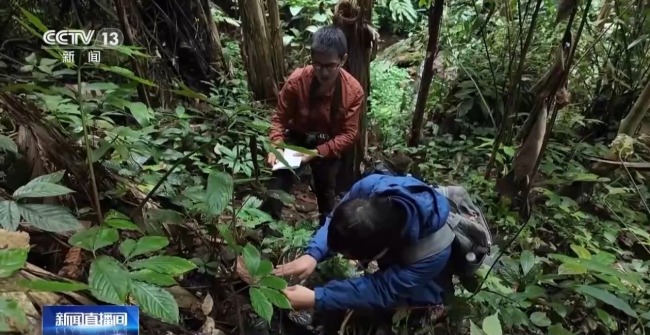 80%國(guó)家重點(diǎn)保護(hù)野生植物得到有效保護(hù) 怎么做到的