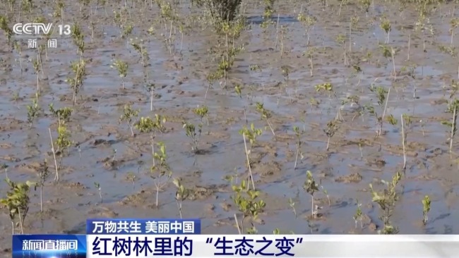 從渤海灣到潿洲島 我國(guó)海洋生態(tài)修復(fù)持續(xù)推進(jìn)