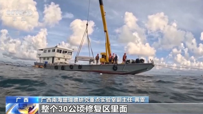 從渤海灣到潿洲島 我國(guó)海洋生態(tài)修復(fù)持續(xù)推進(jìn)