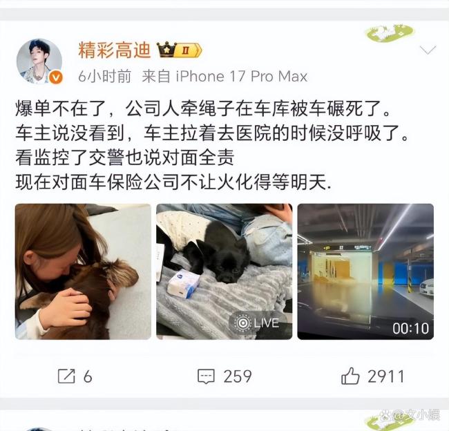 网红高迪回应爱犬在车库被碾死 双方均有责任