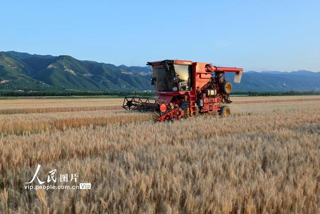 山西运城:夏收