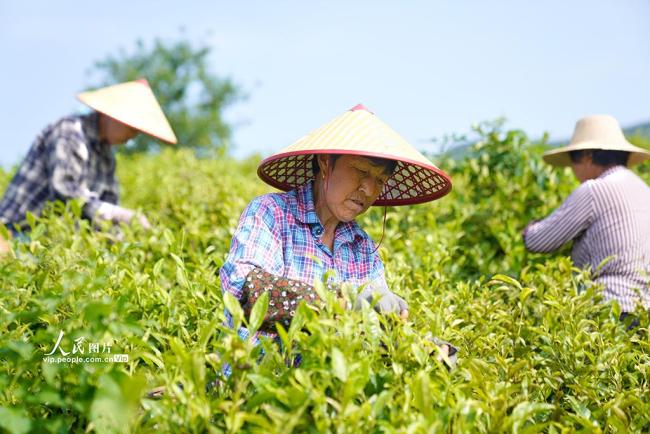 安徽銅陵：初夏采茶