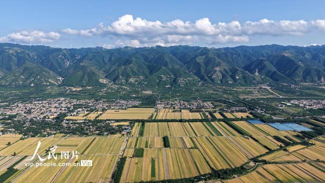 山西運(yùn)城：夏收