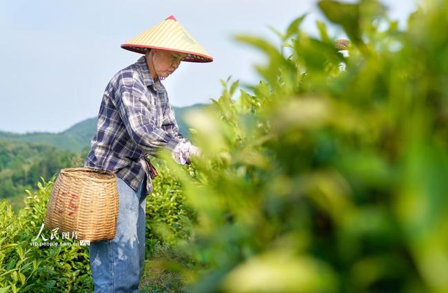安徽銅陵：初夏采茶