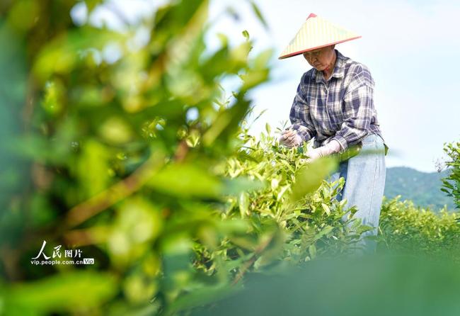 安徽銅陵：初夏采茶