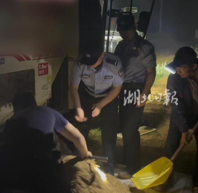 湖北一派出所所長帶人徒手扒小麥 夜色中助農(nóng)搶收