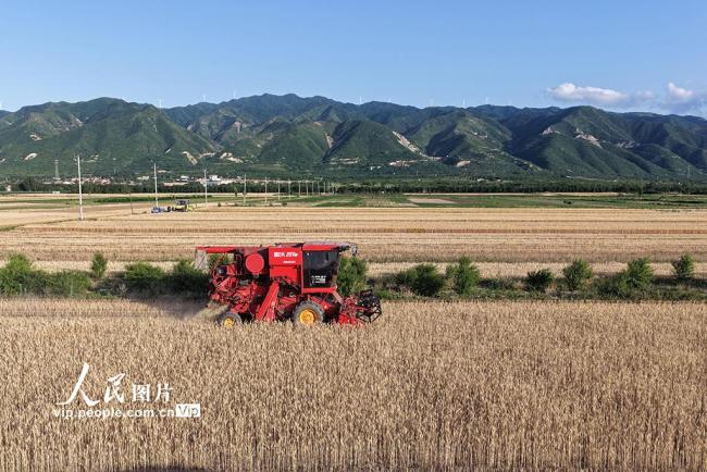 山西運(yùn)城：夏收