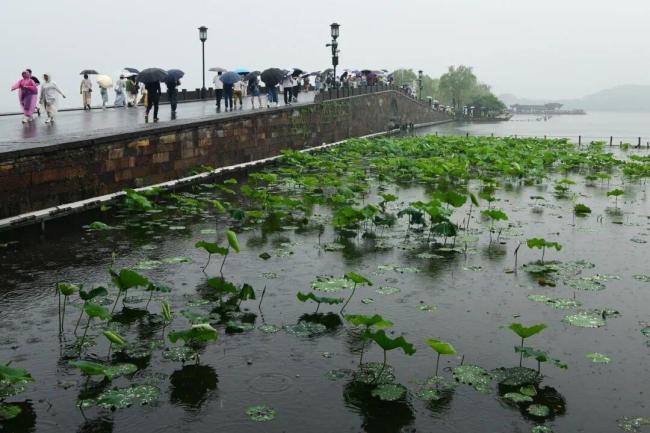 浙江人潮濕得要長鰓了：濕熱超亞馬孫雨林