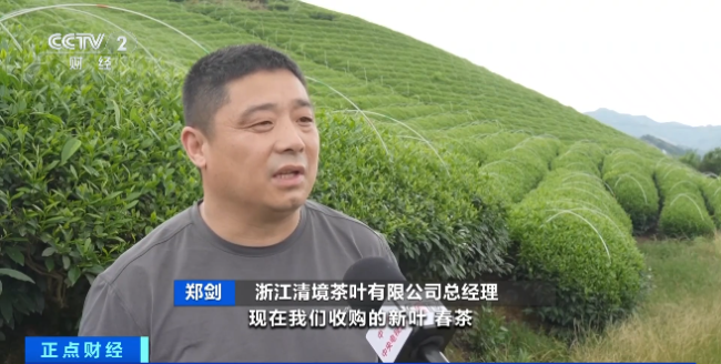 全球爆單！抹茶出口暴漲700% 新茶飲熱潮帶動增長