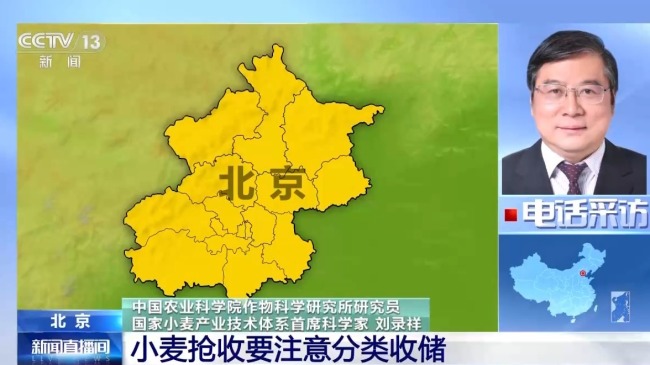 小麦收获遇到降雨怎么办 抢收抢烘成关键