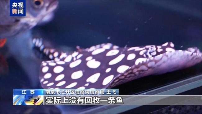 央視起底“魔鬼魚養(yǎng)殖騙局” 高回報背后的詐騙陷阱