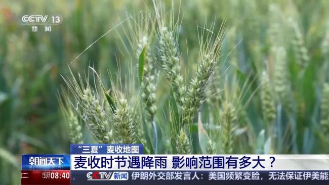 麦收时节遇降雨影响范围有多大 主产区麦收进度如何