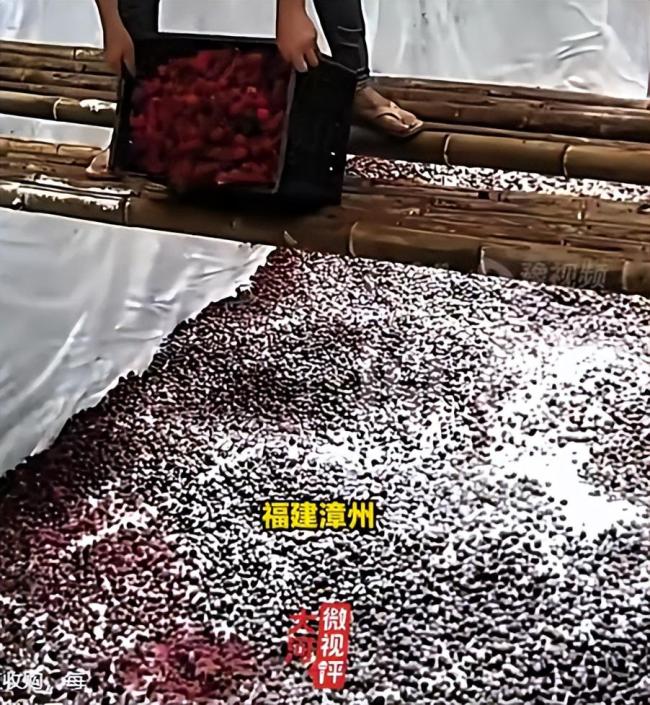 漳州当地杨梅恢复收购 销量回升发全国
