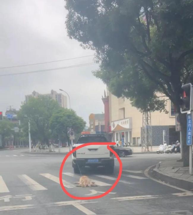 官方通报城管车辆拖行犬只致死 涉事人员被停职调查