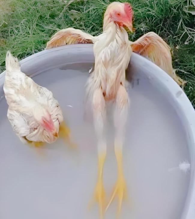 廣東一養(yǎng)雞場(chǎng)幾千只雞被熱死 高溫酷暑創(chuàng)紀(jì)錄