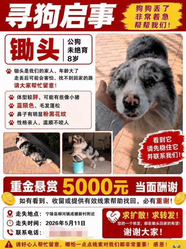 网红边牧被男子180元转卖宰杀 主人悬赏5000寻狗