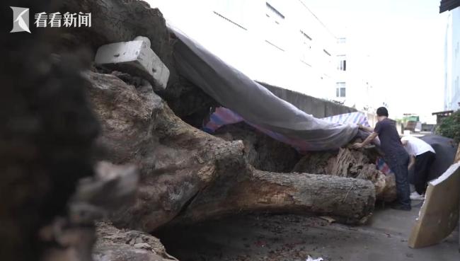 浙江两棵超500岁古树遭违规移栽死亡 行政审批缺失引发争议