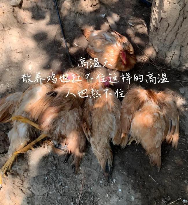 廣東一養(yǎng)雞場(chǎng)幾千只雞被熱死 高溫酷暑創(chuàng)紀(jì)錄