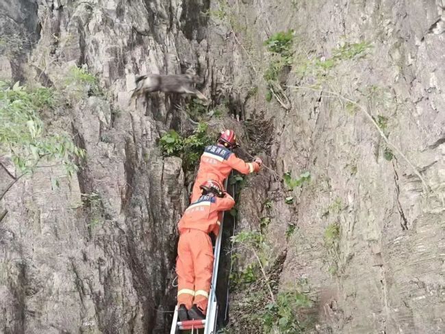 两只中华斑羚被困半山坡 消防员施救