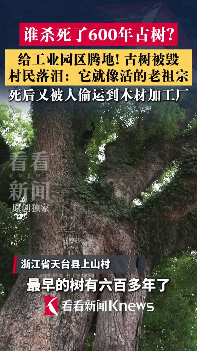 600年古树被毁只为腾地建园区