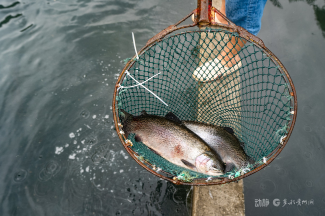 貴州大山也能養(yǎng)出高端三文魚 溶洞水孕育新機(jī)遇