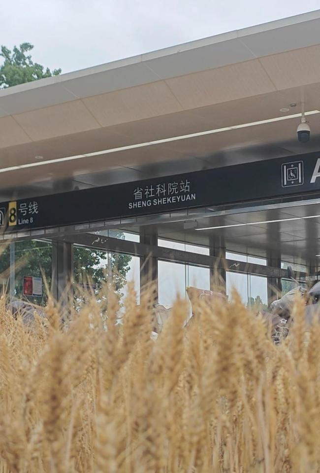 鄭州“特色”地鐵站：被小麥包圍 綠化帶種麥引熱議