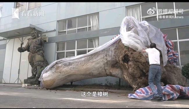 一级古树违规迁移死亡后流向木雕厂 监管失守酿悲剧