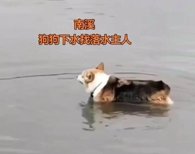 男子为狗捡玩具被江水卷走身亡