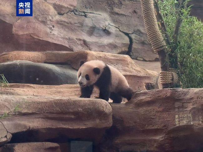 首只在印尼出生大熊猫“里奥”正式公开亮相