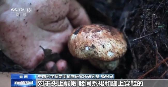 女子吃見手青中毒 開車百米連撞2車 誤食毒蘑菇致幻駕車出事