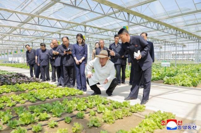金正恩携女儿视察温室农场 关注蔬菜多样化与科学管理