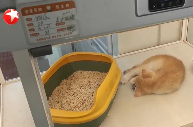 女子買貓背上高額貸款 低價購寵暗藏陷阱