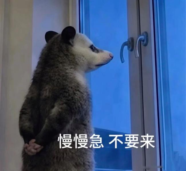 负鼠表情包为啥爆火 成为情绪容器