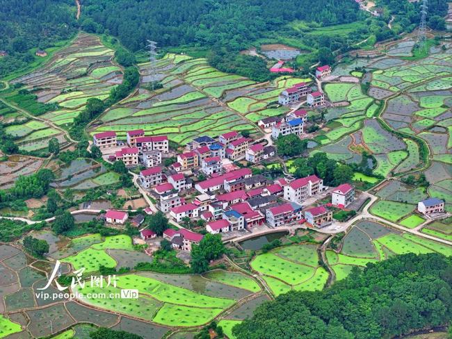 江西泰和：田園如畫